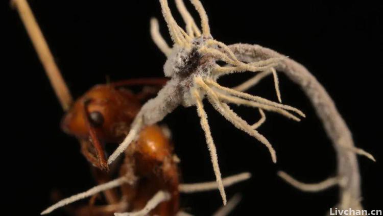 无奇不有！僵尸蚁真菌也被寄生，一种白色真菌竟长在僵尸蚁真菌上