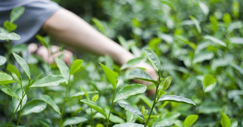 茶叶养花的用法以及好处，二次利用