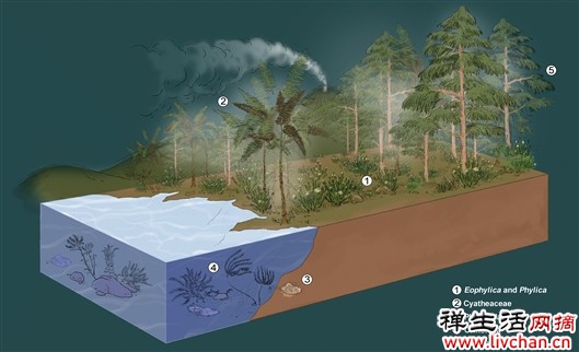 琥珀化石形成时期生态复原图，图中地表低矮植物为Phylica 青岛科技大学供图