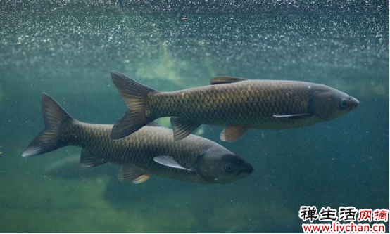 三峡水库中的鱼，连续28年未进行捕捞，最大的已经长到多大了？