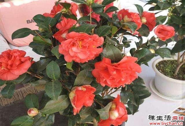 4种花不用买，路边掰点枝叶，冬季就可以扦插“繁殖”一大群