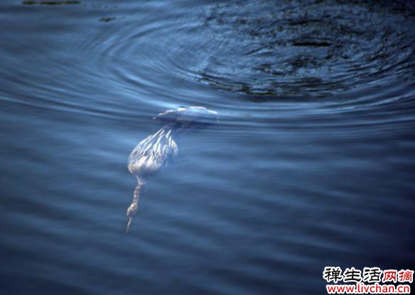 什么鸟如此神奇？有类似蛇的头，不擅长游泳但是会潜水