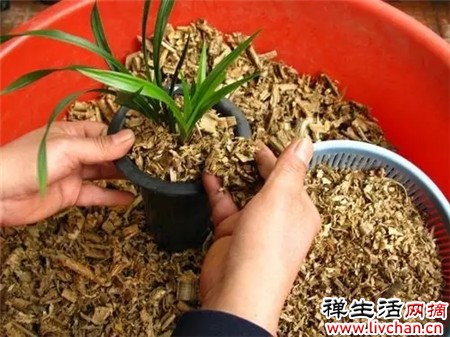 锯末——最厉害的生根剂，盆里放一点，蹭蹭长出大白根，养啥都旺盛！