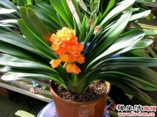 适合“小盆”养的7种花，盆越小，花越精神！