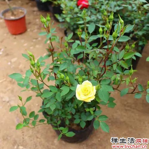 适合“小盆”养的7种花，盆越小，花越精神！