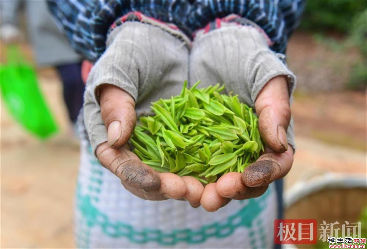 对话湖北茶专家高士伟：喝茶很健康，也能很时尚