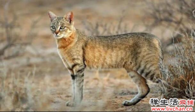 猫为何不怕老虎？96%相似的基因，唯一的差别也许你已经猜到了