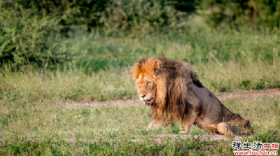 摄影师野外和垂死雄狮相距一米对视，雄狮闭上眼睛，离世了