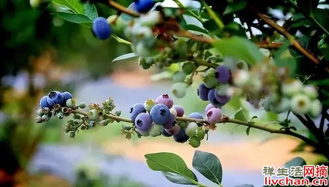 阳台种棵蓝莓，“老果农”教你养，开花一串串，果子好看又好吃
