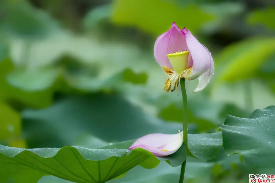 中国人修身三道：茶壶，筷子，屏风