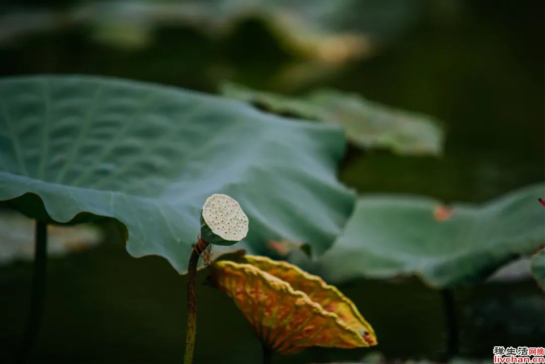 中国人修身三道：茶壶，筷子，屏风