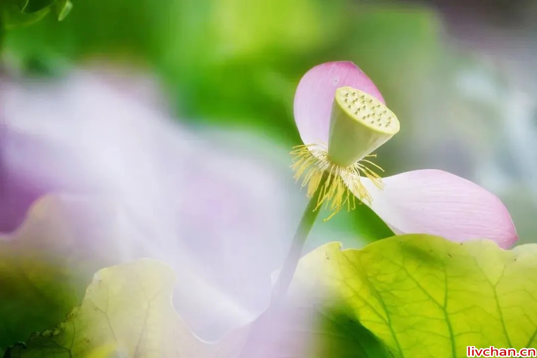 名家笔下荷花香