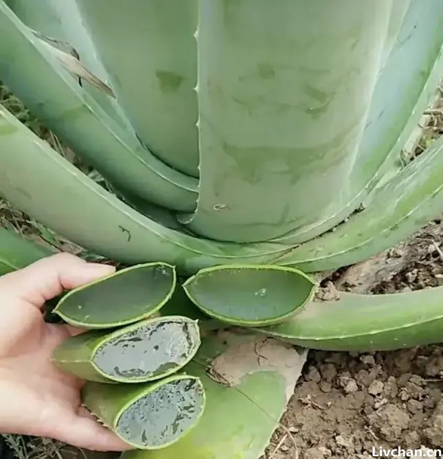 芦荟是个宝，叶子像“药箱”，掰开抹抹脸，又白又嫩又健康