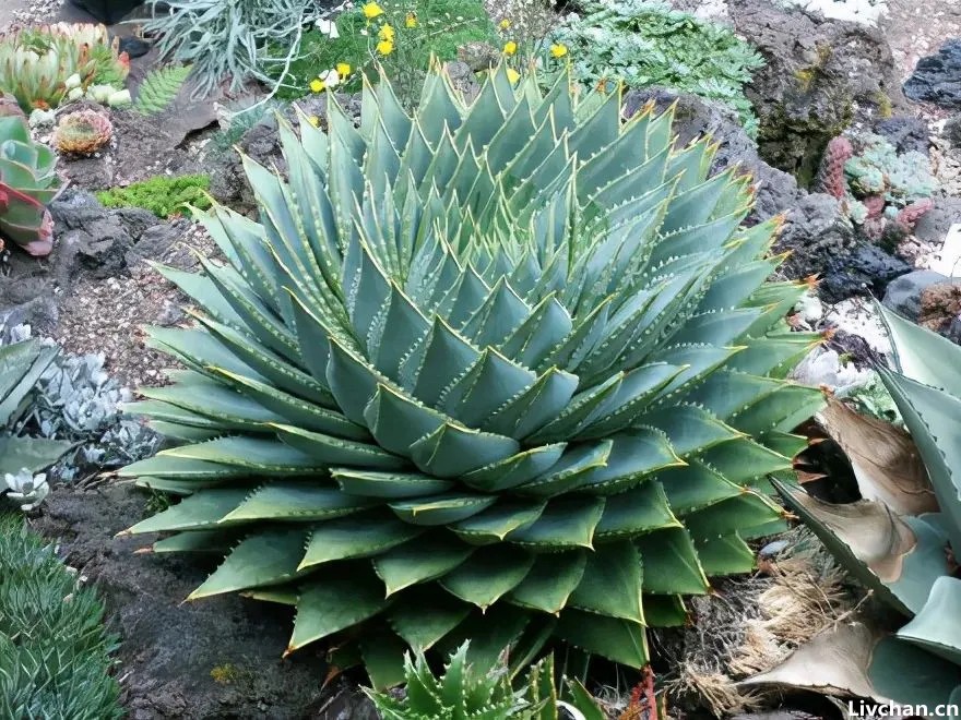 芦荟是个宝，叶子像“药箱”，掰开抹抹脸，又白又嫩又健康