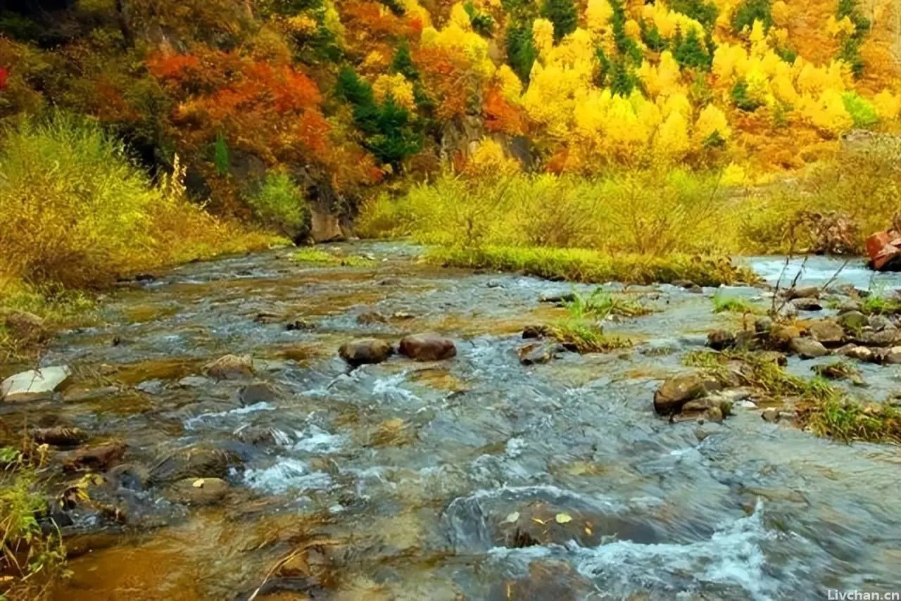 山西独有的七种秋日情调，穿梭林海之间，仿佛置身于美妙的“金色梦境”中