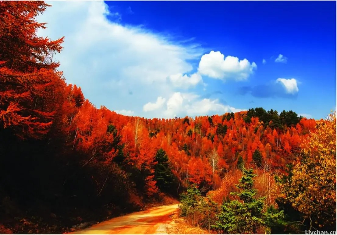 山西独有的七种秋日情调，穿梭林海之间，仿佛置身于美妙的“金色梦境”中
