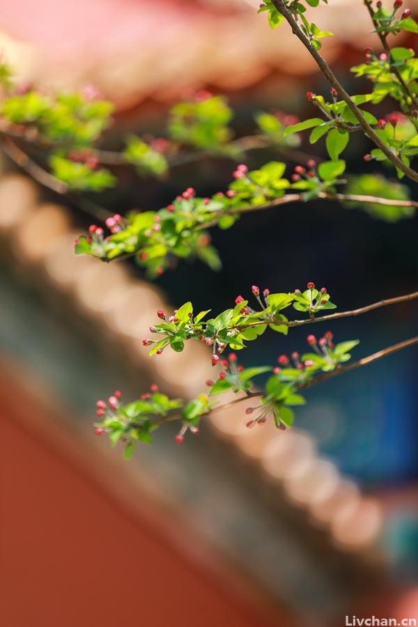 甘建华：寺庙志组诗-秋深万木如海，却不及慈父恩重如山