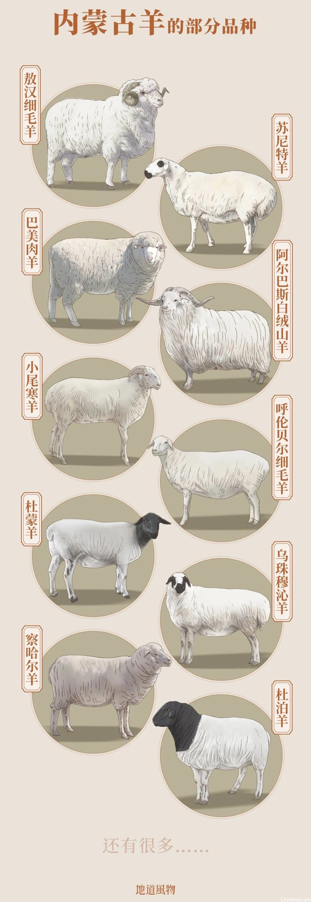 内蒙古，中国最好的羊肉在这里