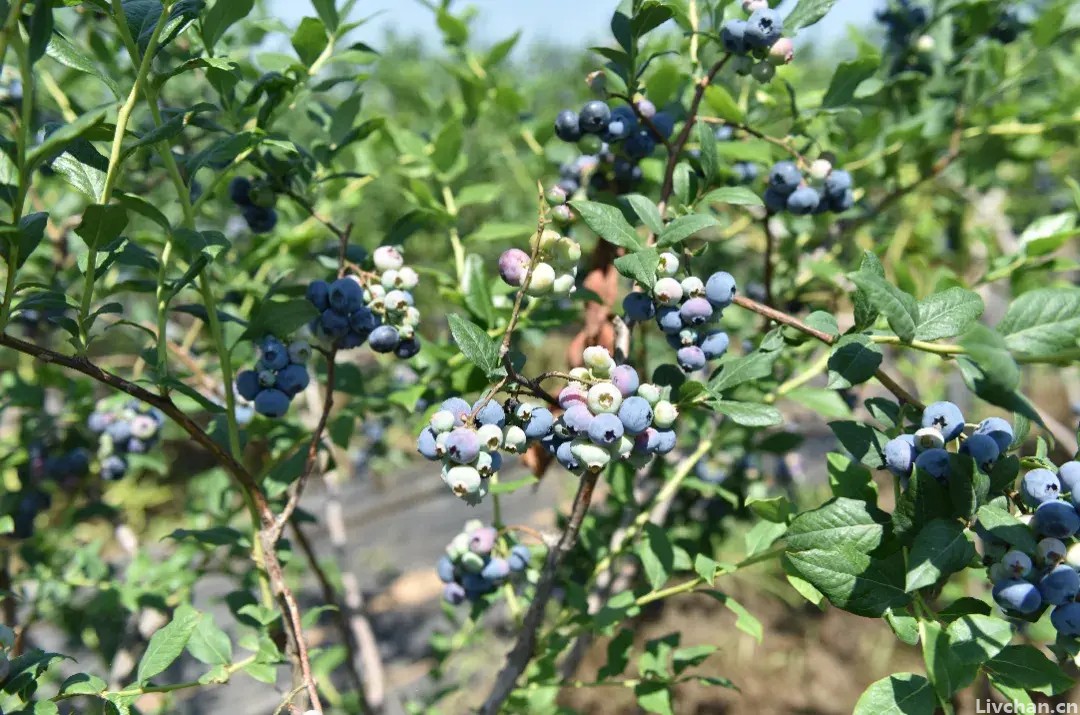 常吃的蓝莓、腰果、榴莲、巴旦木，你知道它们是怎么长的吗？