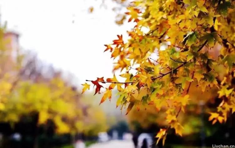 这7首描写秋天的古诗词，尽显秋景的风流，有两首是纳兰性德的作品