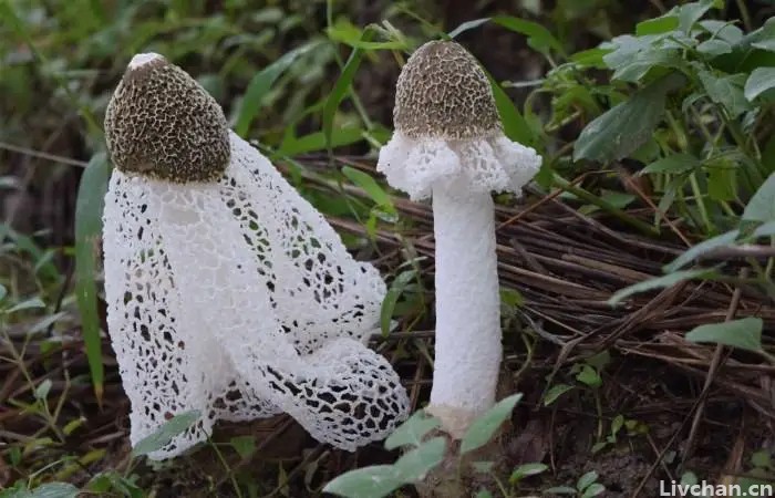 聊聊竹荪，被誉为“真菌皇后”，有一种野生黄竹荪，非常漂亮却不能吃