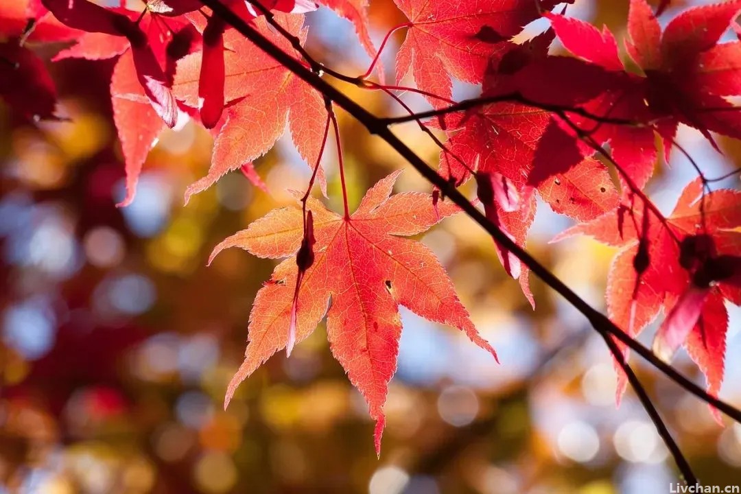 秋天最惬意的小事，秋景、秋思都藏在诗词里了