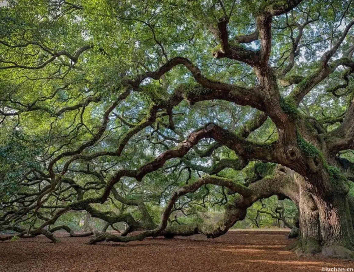 世界上的八棵怪树-从形貌和年龄都酷似“神树”的存在