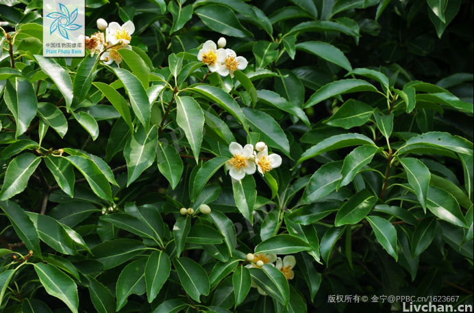 这种植物不仅不怕火，还能帮人灭火