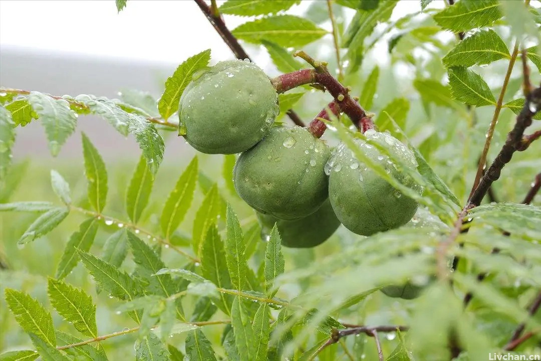 果实能产“柴油”？只有我国才有的“宝藏植物”，或成新能源