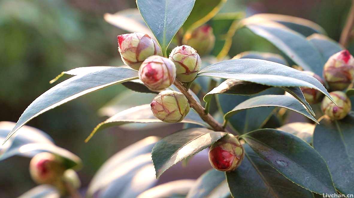 家里如何养茶花