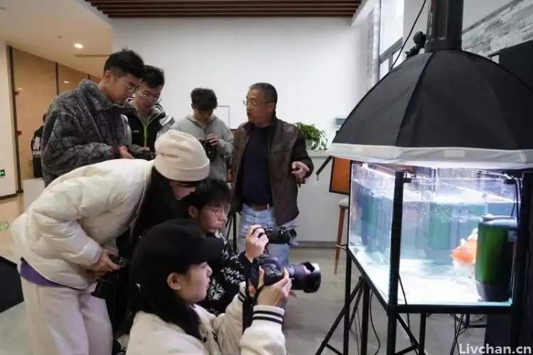 17年拍摄3000多张金鱼照片 ！上海海洋大学教师何为痴迷金鱼，用镜头定格金鱼之美