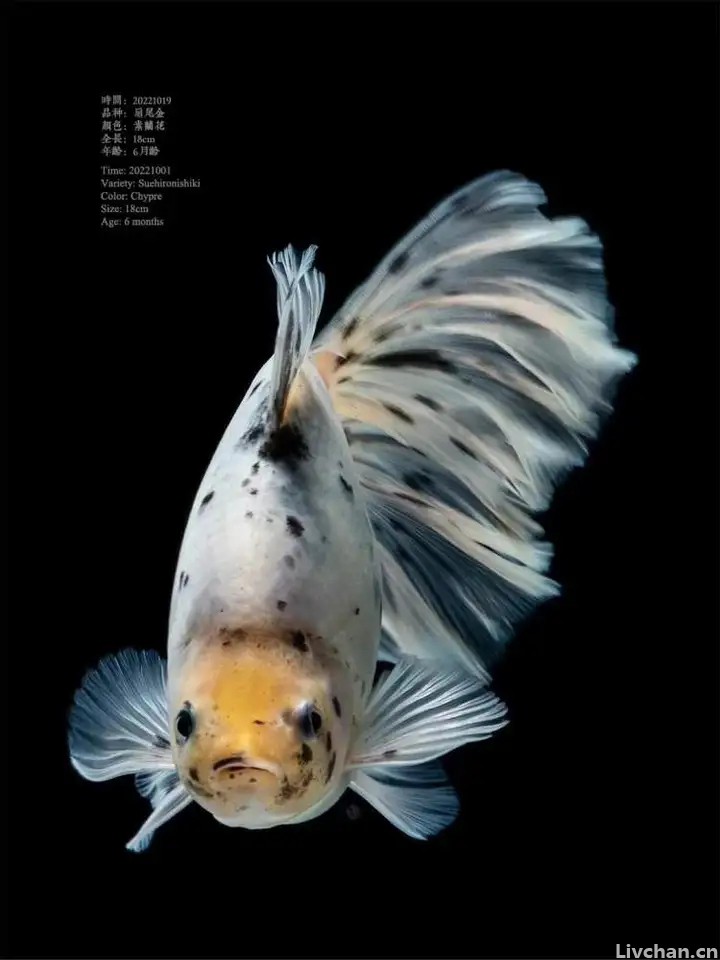 17年拍摄3000多张金鱼照片 ！上海海洋大学教师何为痴迷金鱼，用镜头定格金鱼之美