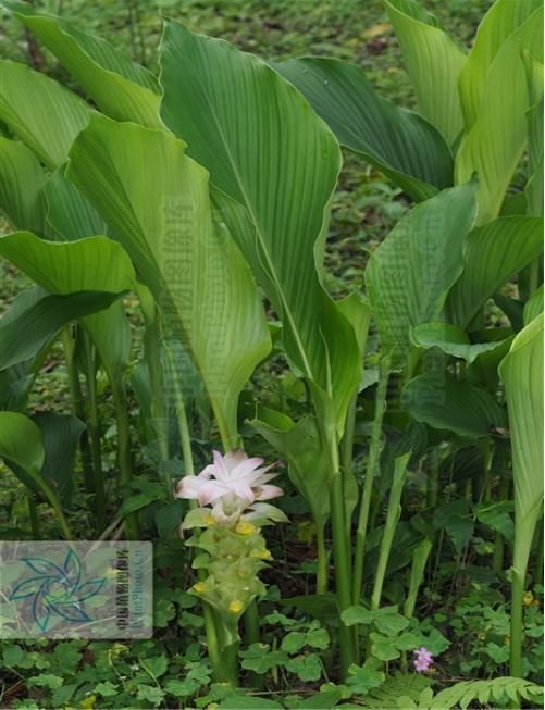 帝王尊享的颜色，你知道从何而来吗？丨花花万物