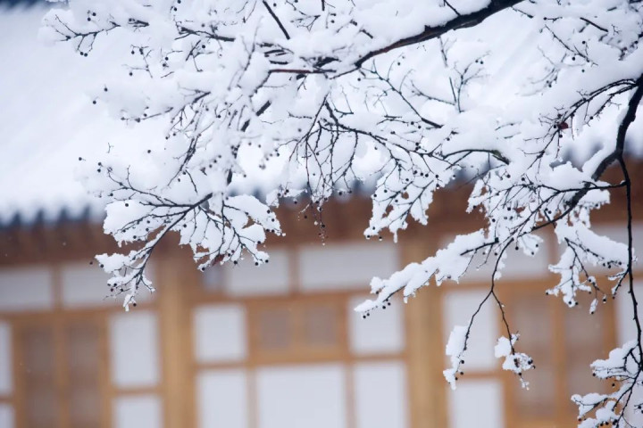 10首咏雪诗词, 柳絮风起, 枝头花开, 唯美了整个冬天