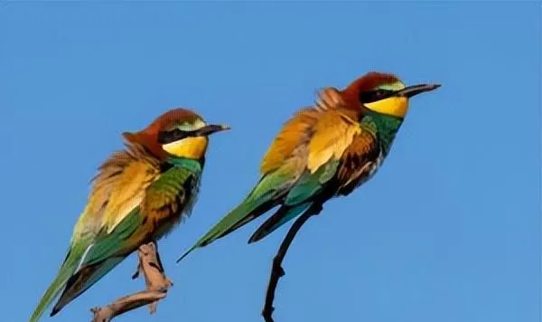 只羡鸳鸯不羡仙，这十种漂亮的鸟类，印度国鸟也是其一