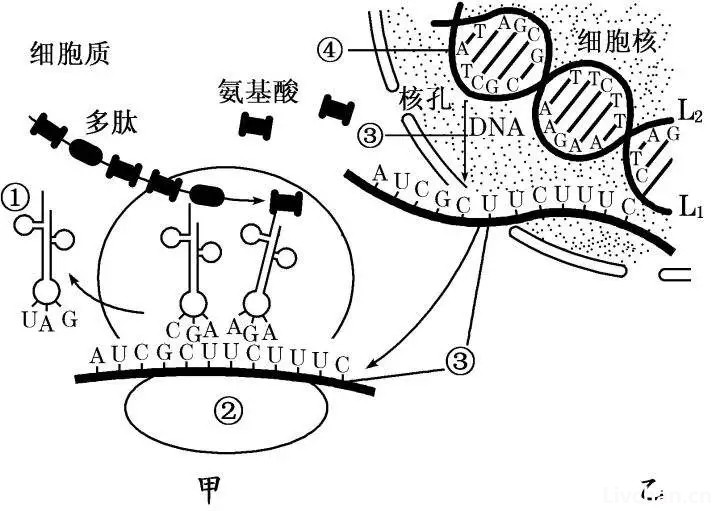 大开眼界！一些人类的基因特征，可能比你想象的更罕见