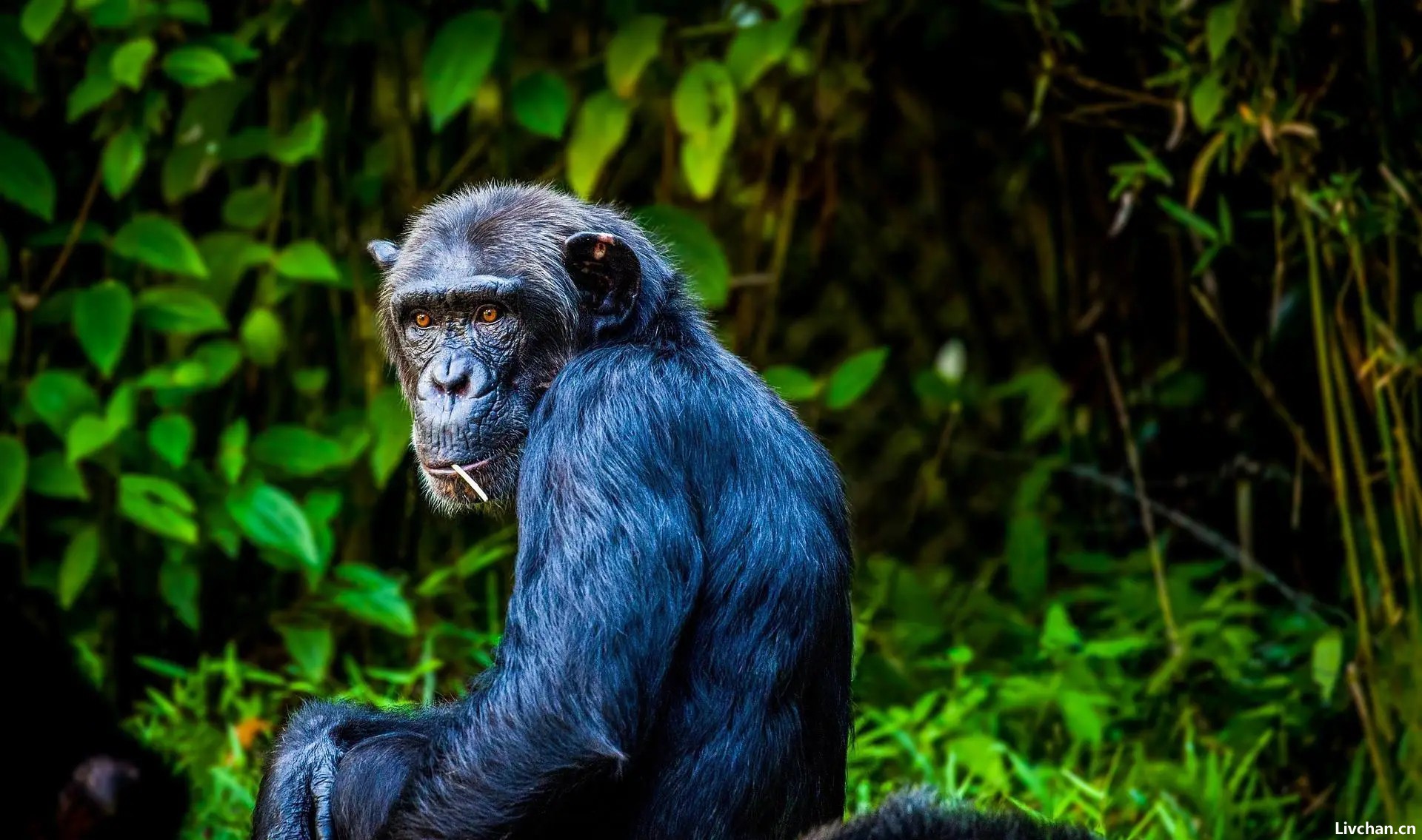 科学家将黑猩猩跟人类小孩一起抚养，它认为自己也是人类，后来怎样了