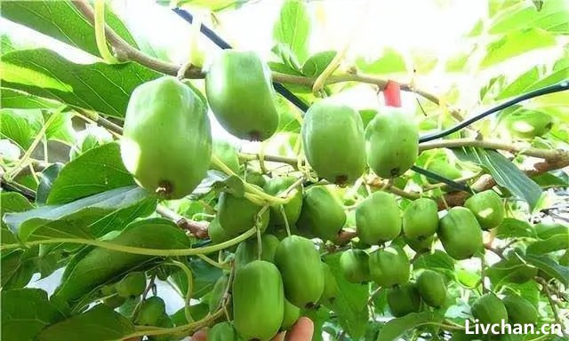 家有空地，种几棵软枣猕猴桃，产量高，果实甘甜可口，营养价值高