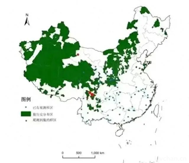 令人感到期待，1亿多人口的山东省仍有野生大灰狼