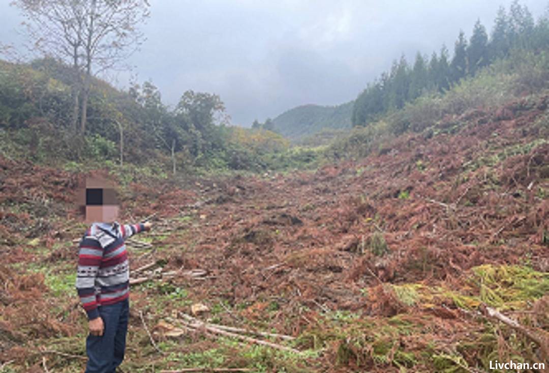 砍掉自家林木都不行？生态法庭法官解读“四川农夫砍伐自家林地案” 