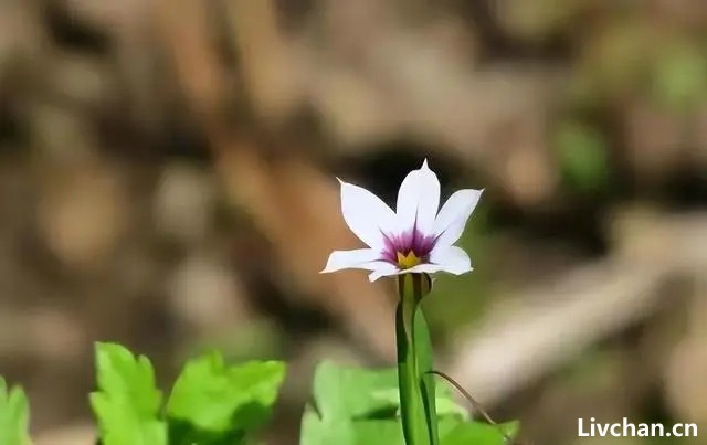 别把孩子养得太老实，尽早告诉孩子“六条处世规则”