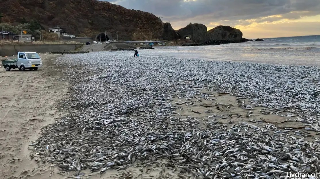 日本多地海岸10天内两次出现大量死鱼，英媒将其与核污染水排海联系，日本提出严厉批评