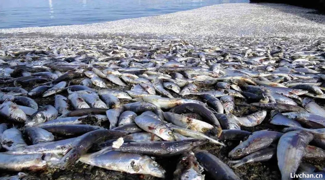 10天内两次出现大量死鱼，英媒将其与核污染水排海联系，日本提出严厉批评