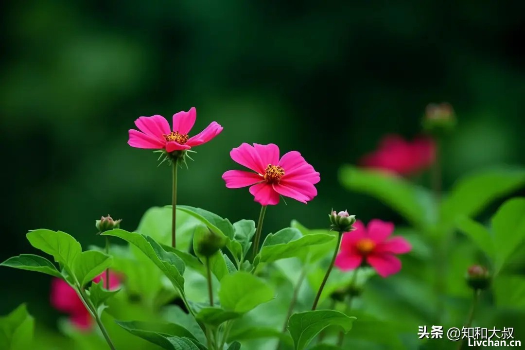 一个女人，在这3件事上很安静，往往是福厚之人