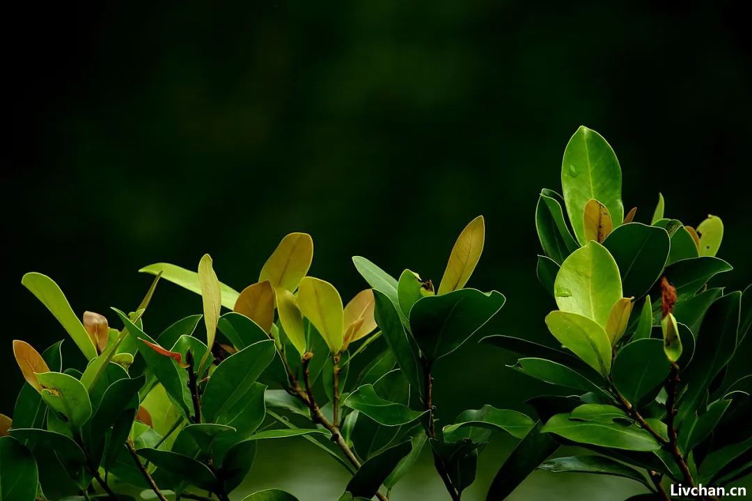 放了几年的绿茶，还能不能喝？