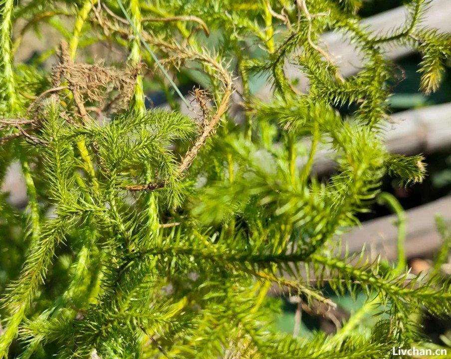 伸筋草，又称抽筋草、舒筋草，有5大作用，农民朋友要了解