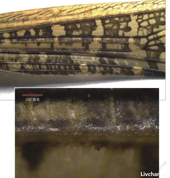 《诗经》里走出来的昆虫——蝗虫