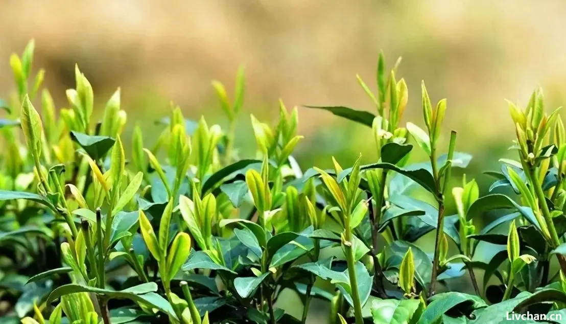 黄庭坚是一个爱茶的人,他将饮茶的情景写进词作中,读来回味无穷 黄庭坚是一个爱茶的人,他将饮茶的情景写进词作中,读来回味无穷