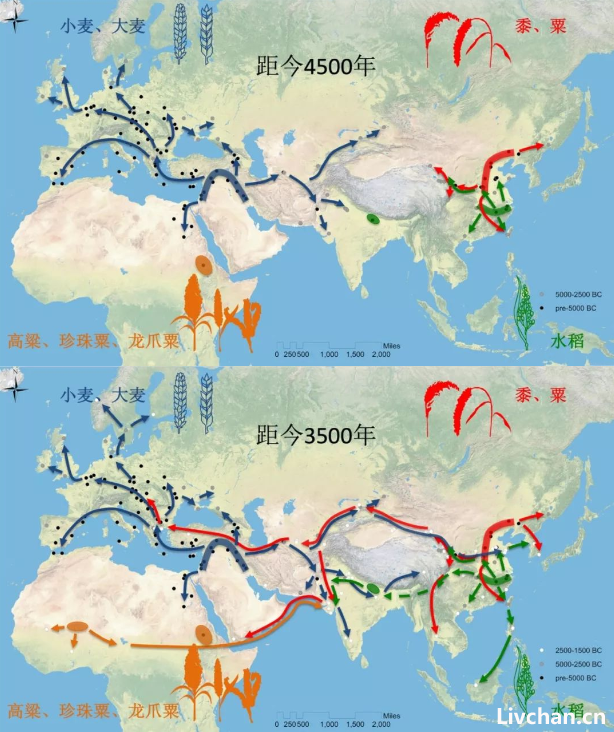             馒头，面包和文明属性          