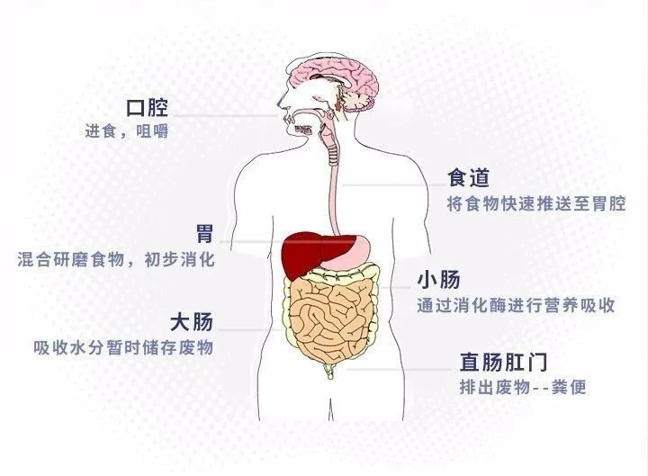 生理知识大全